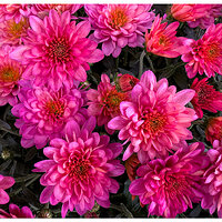 FMBlooms-Mums.jpg