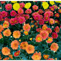 FMBlooms-Mums2.jpg
