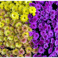 FMBlooms-Mums4.jpg