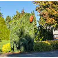 I15P-KillerEvergreens100723-2.jpg