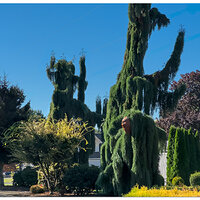 I15P-KillerEvergreens100723.jpg