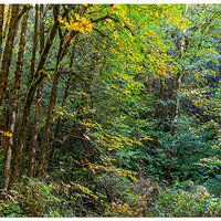 SNF-ThomsonCreekRd.jpg