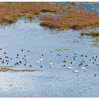 DJI_M3P_166_CRGRoosterRockDucks111023.jpg