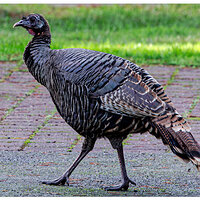 WW-BullardTurkey120418.jpg