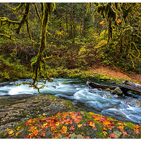 SC-FirstFalls110823.jpg
