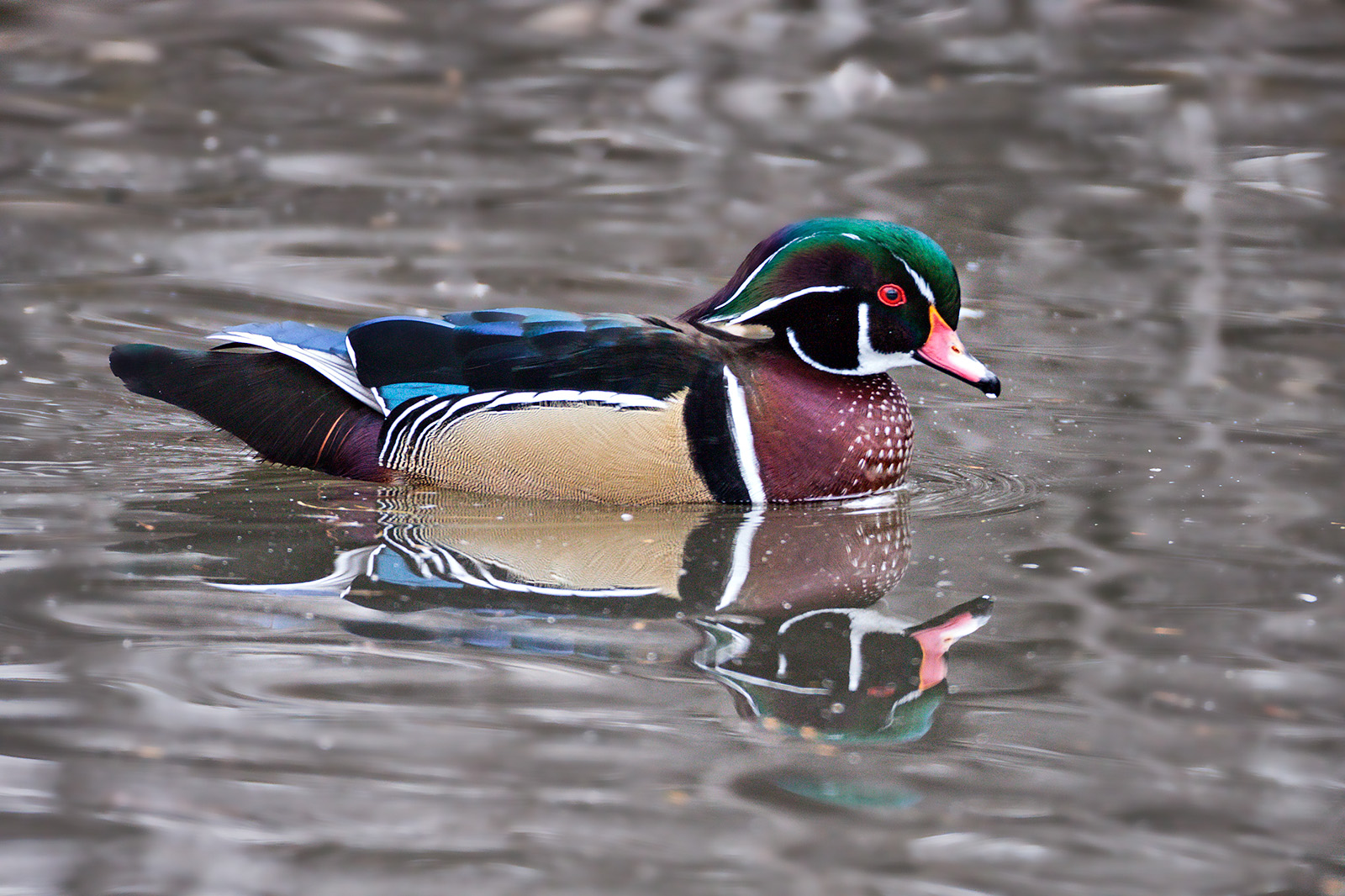 120319-1458-50D Bc Sharp V