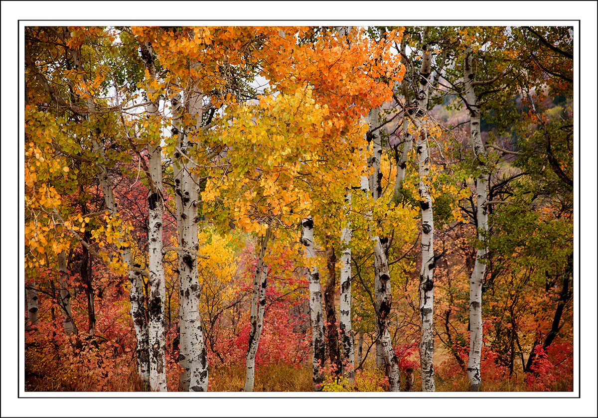 181008-9233-5DS R