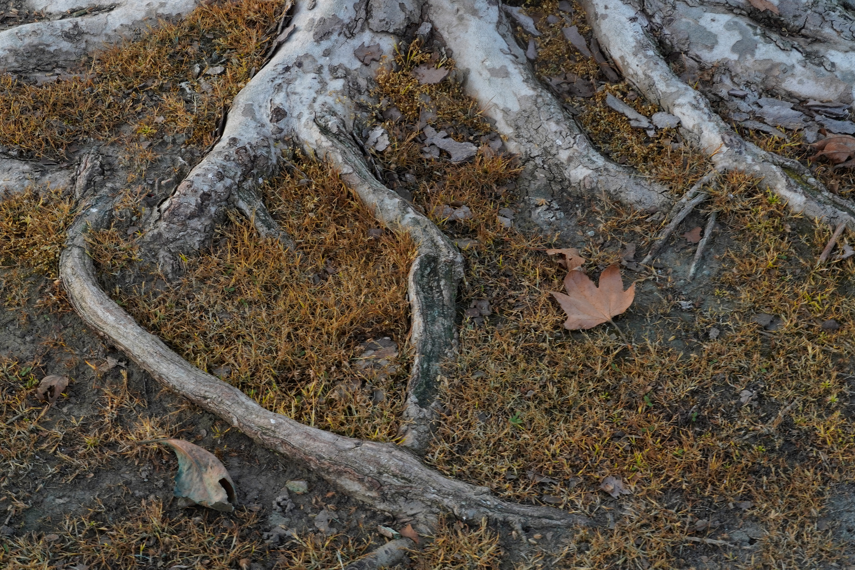 _A641269_3000pix