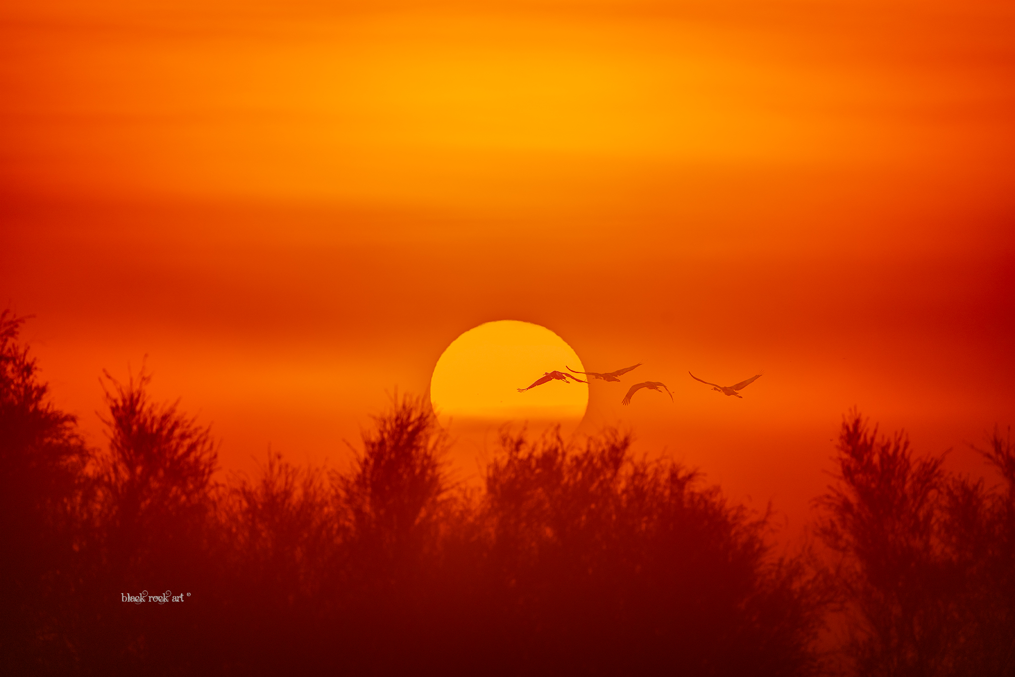 _BRC5240CranesSunriseFB.jpg