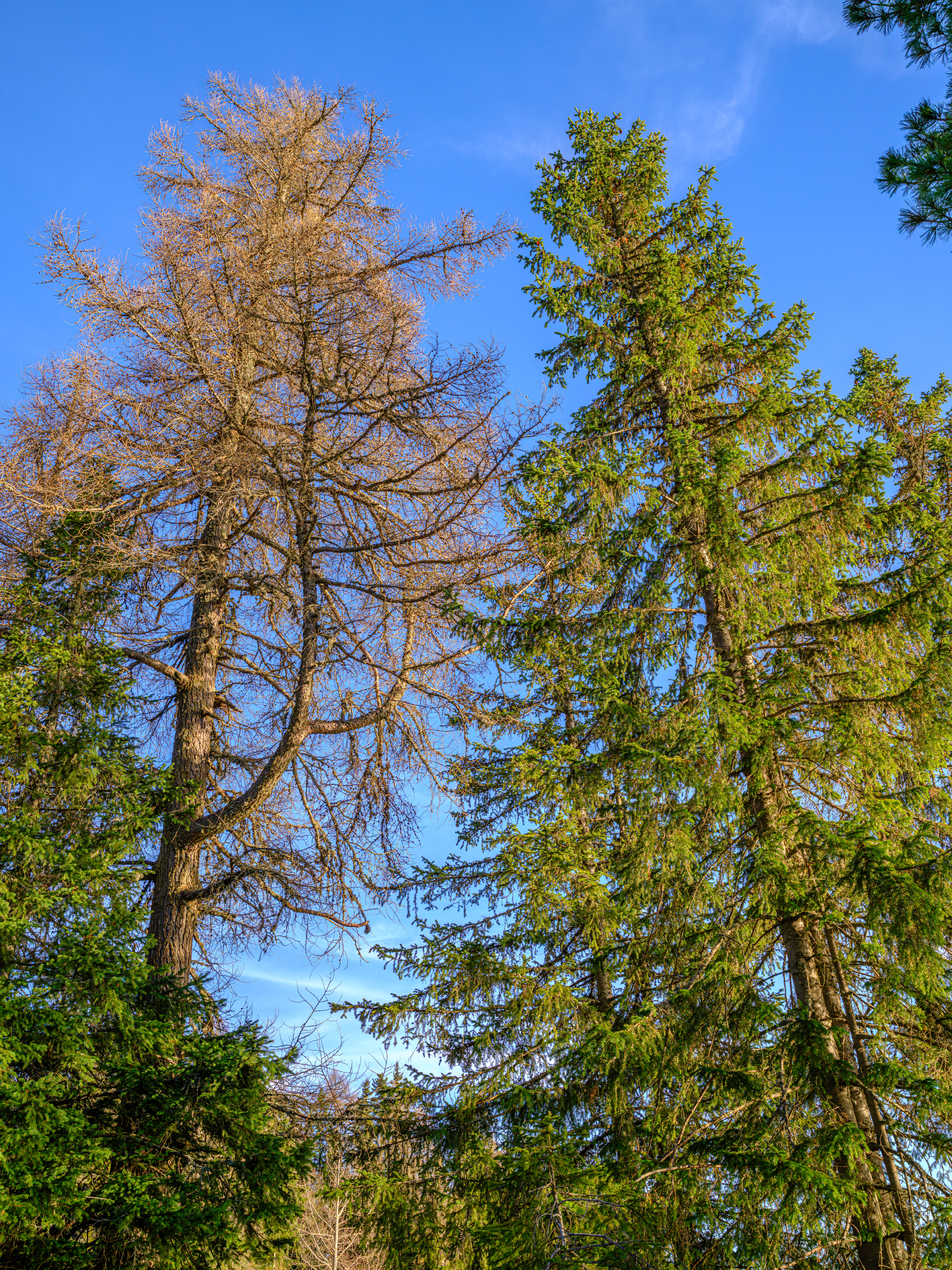 _DSF3332-Velvia Photo kopie (1).jpg