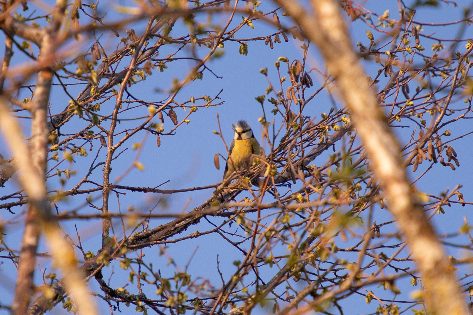 A little bird in a tree