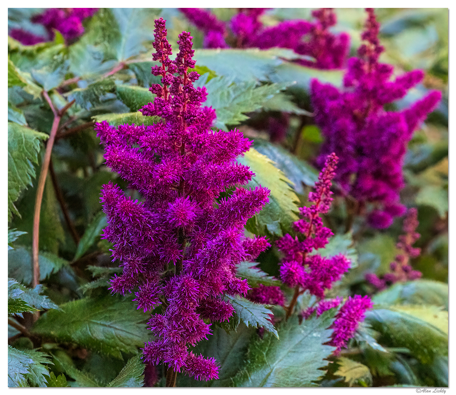 Astilbe
