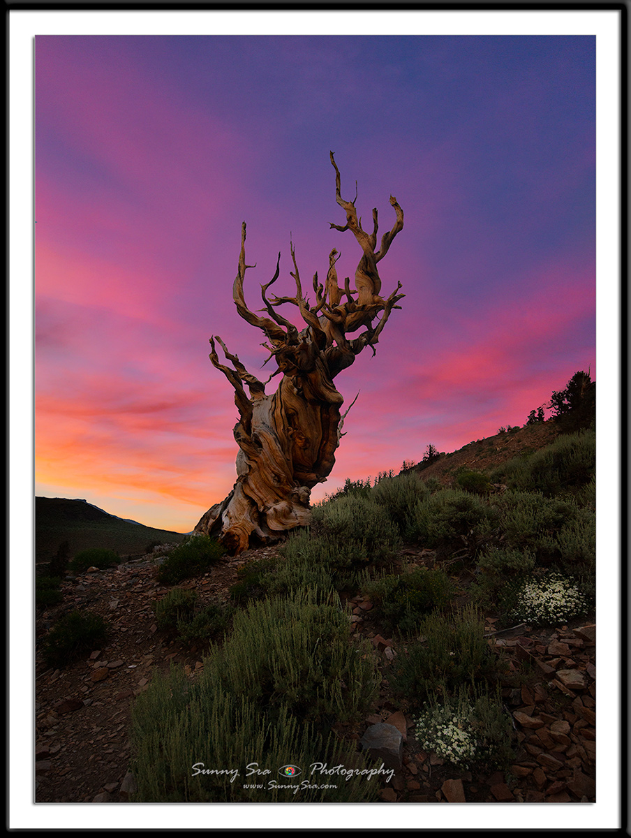Bristlecone