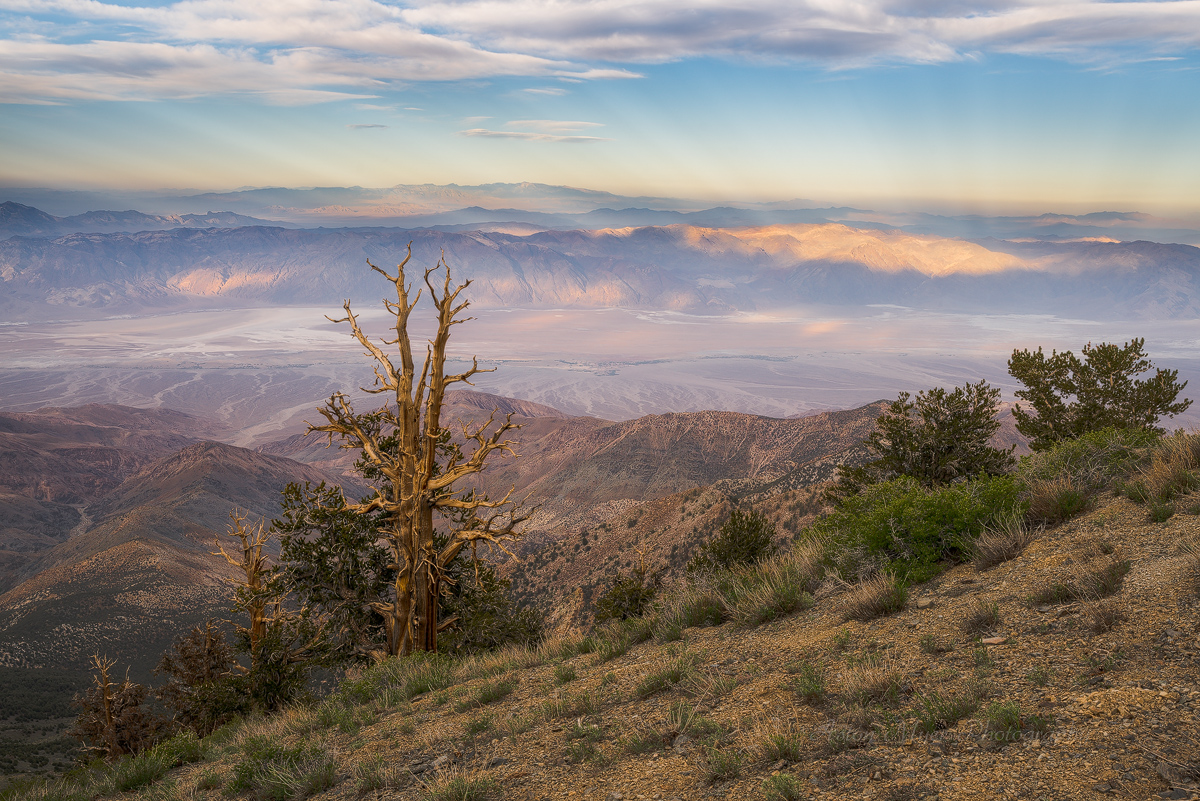 Bristlecones Watch Death Valley