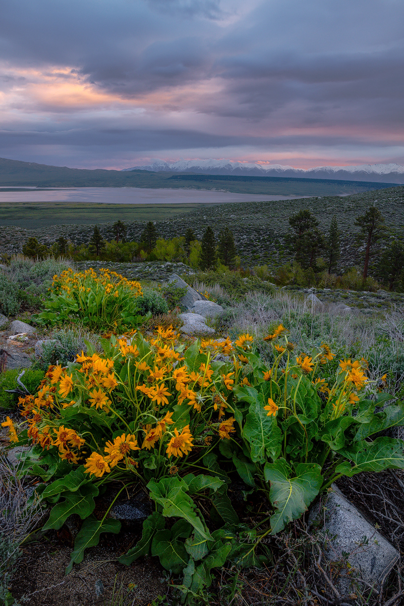 Burdened With Resliency