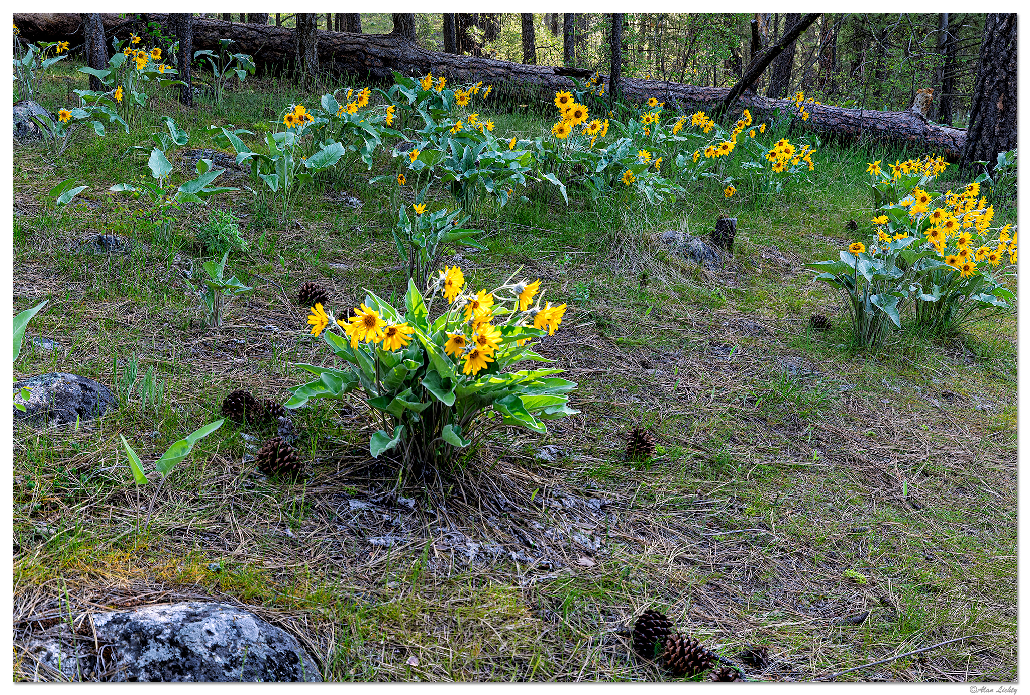C5D4_ALBalsamRoot050319.jpg