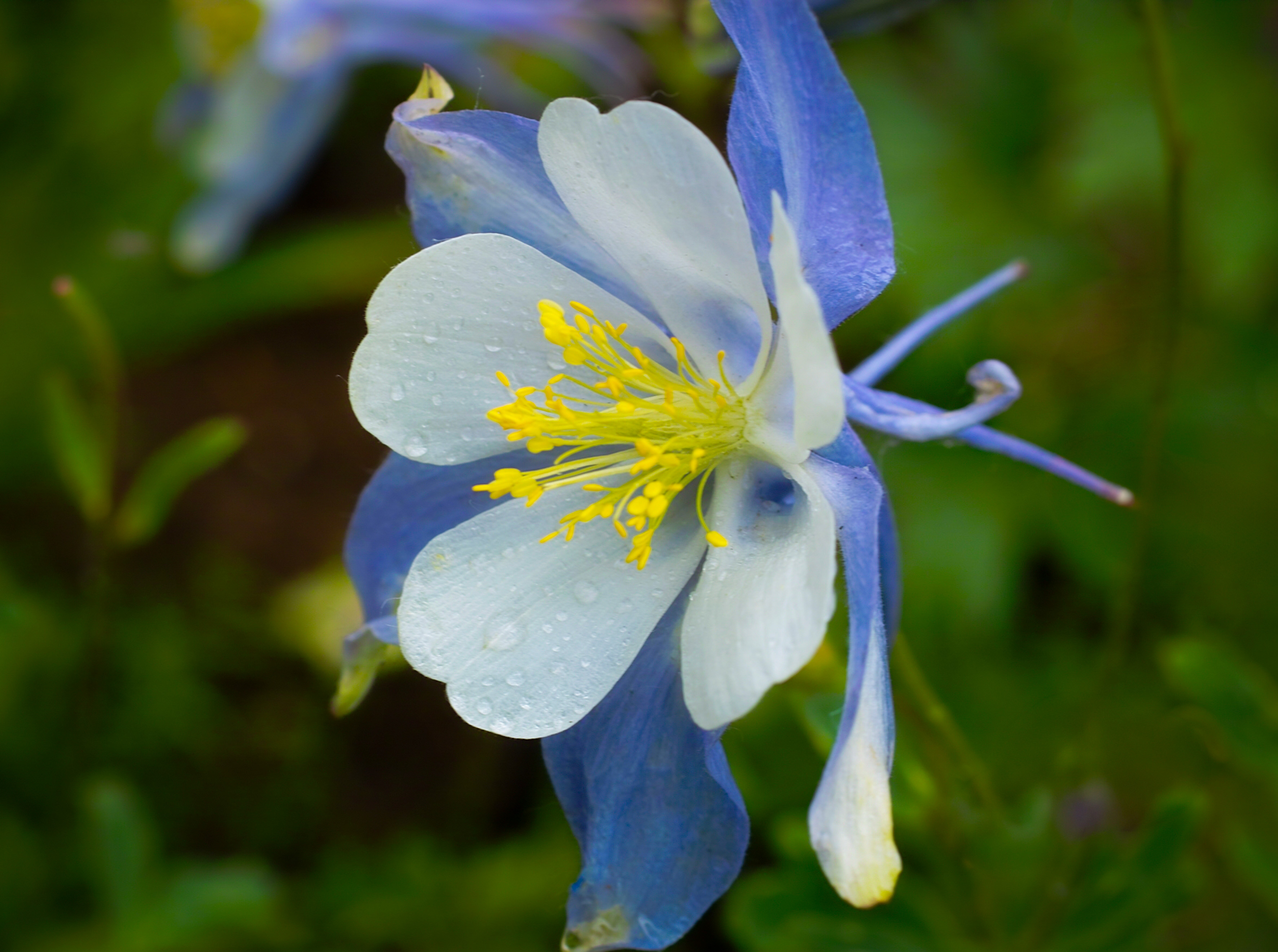 columbine.jpg