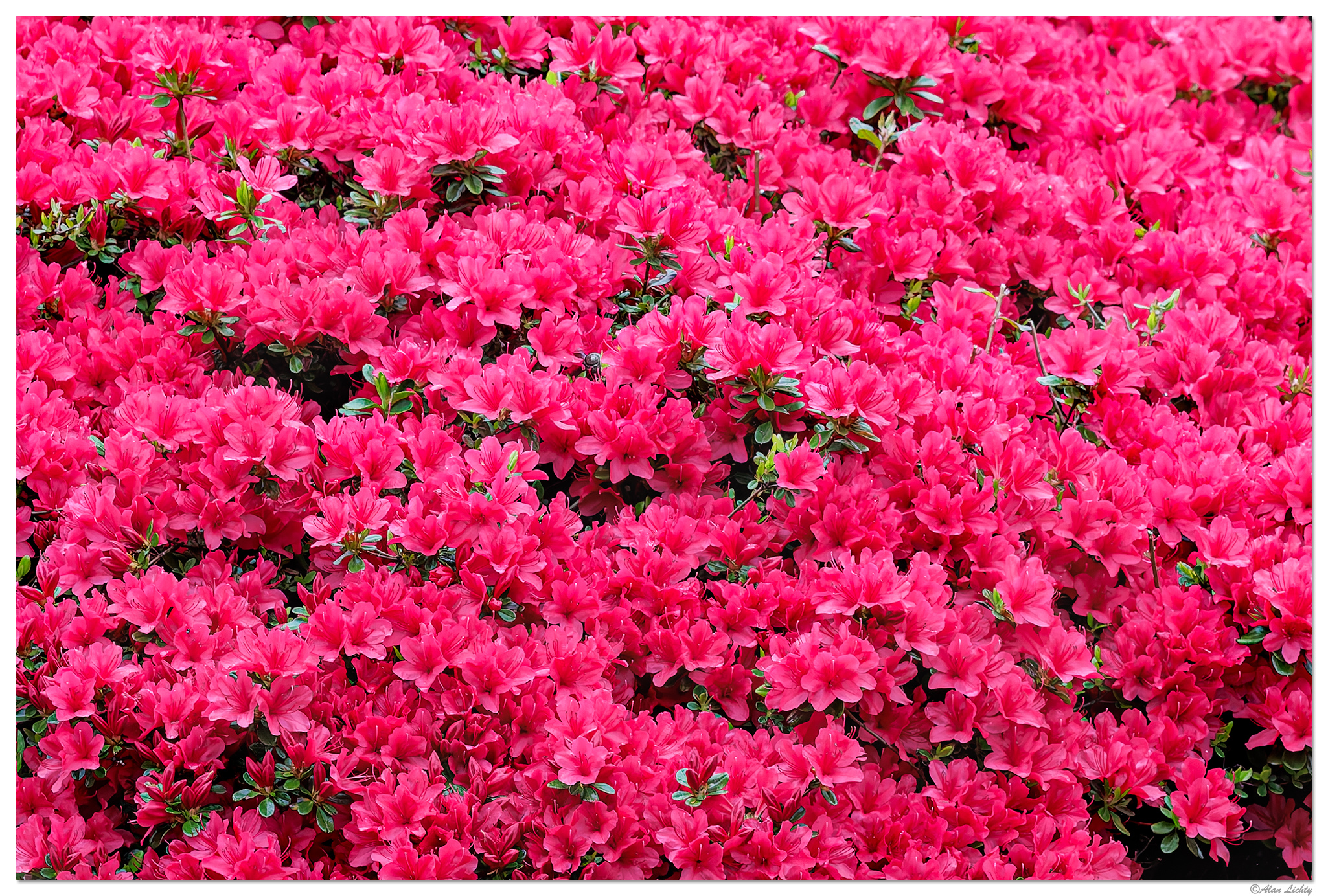 CR5m2_Azalea041426.jpg
