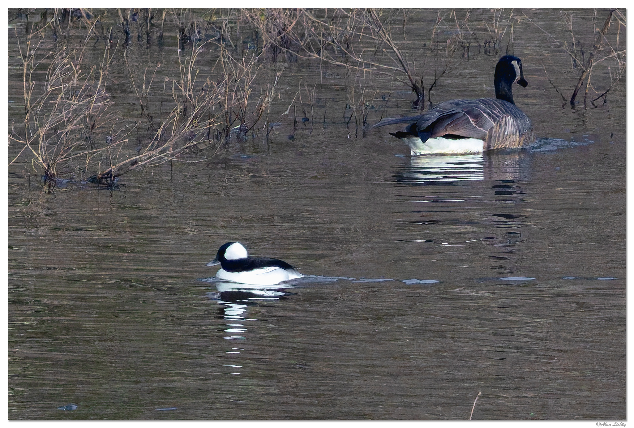 CR5m2_Bufflehead010526.jpg