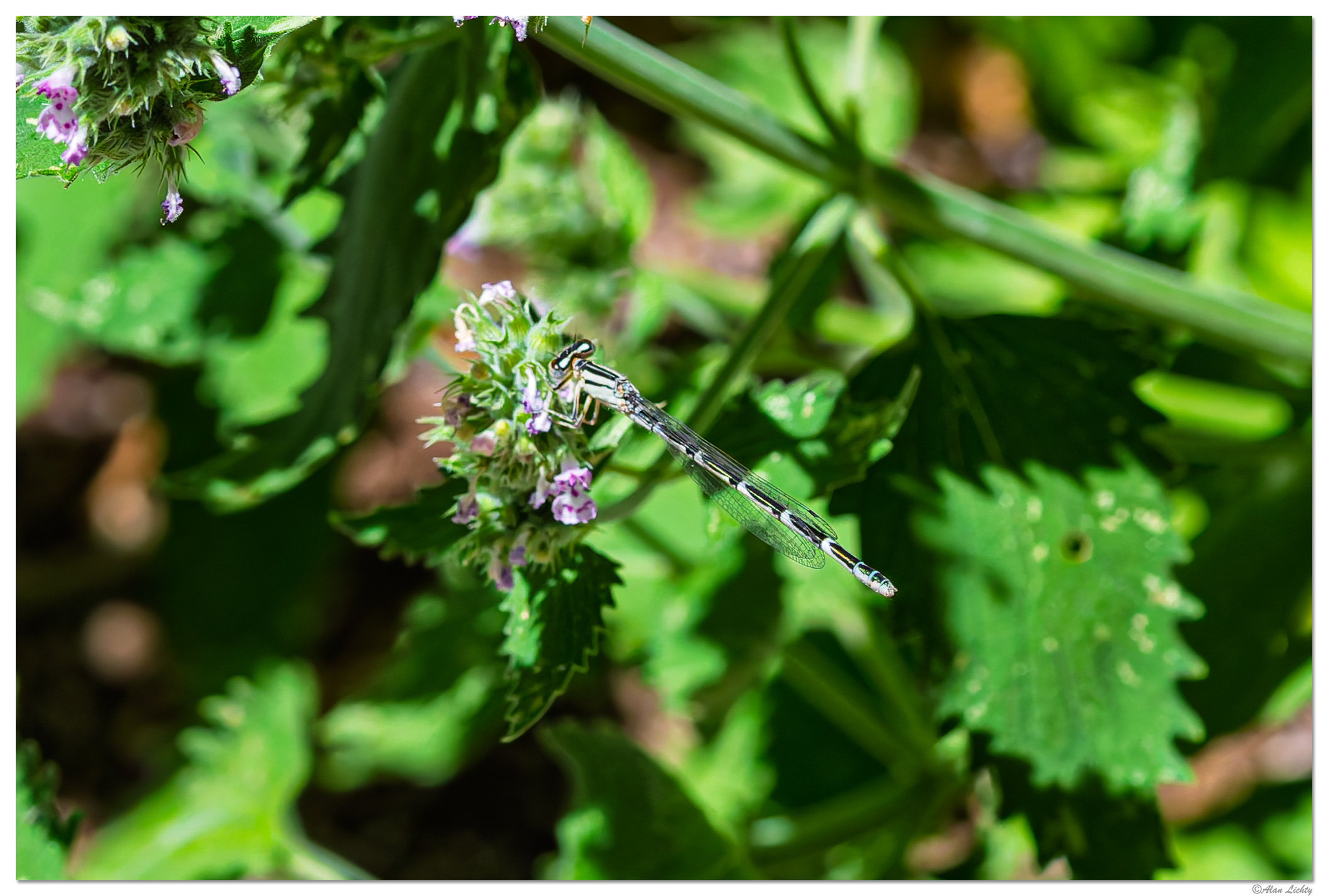CR5m2_Damselfly2072726.jpg