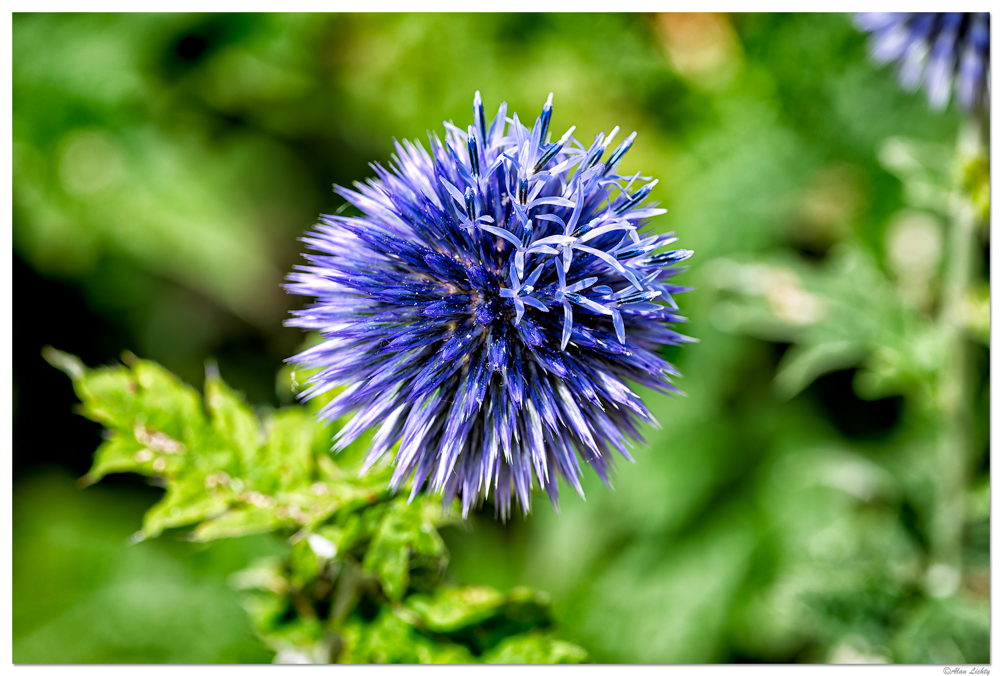 CR5m2_EchinopsBloom072526.jpg