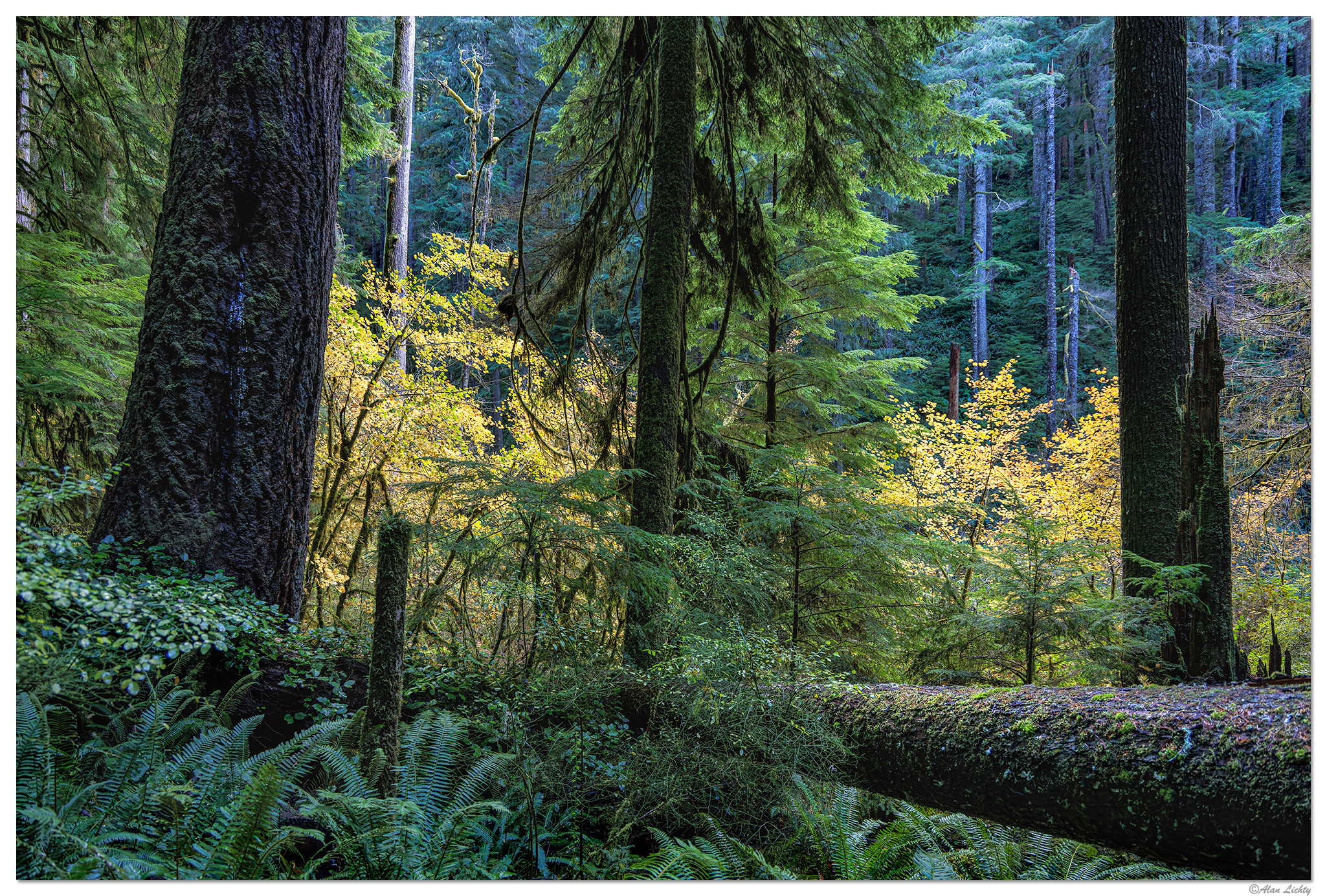 CR5m2_FallCoastalForest102725.jpg