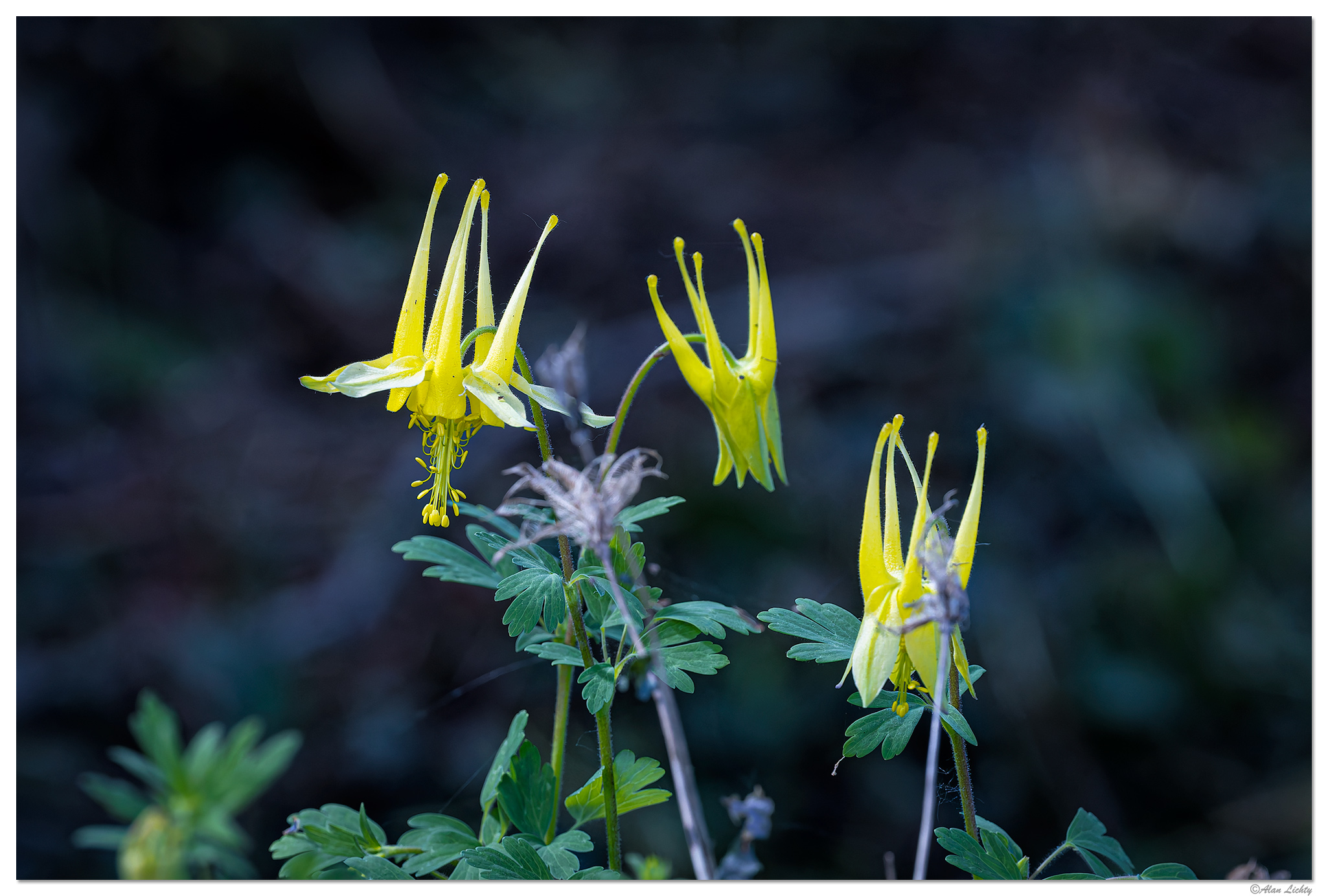 CR5m2_MellowYellow051026.jpg