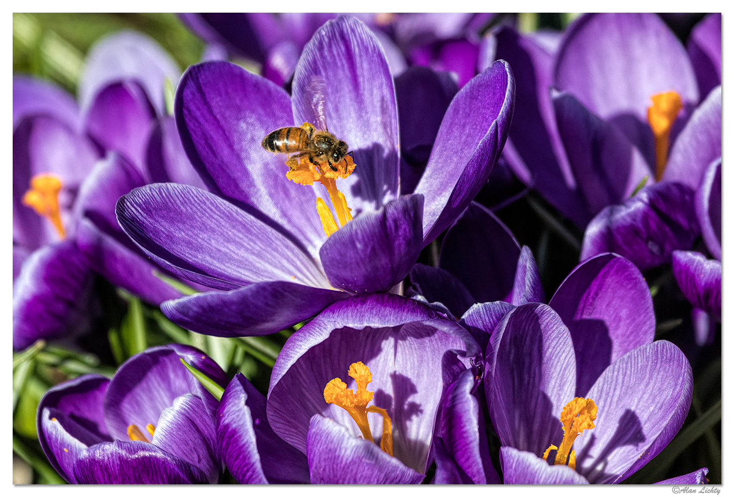 Crocus and a Bee