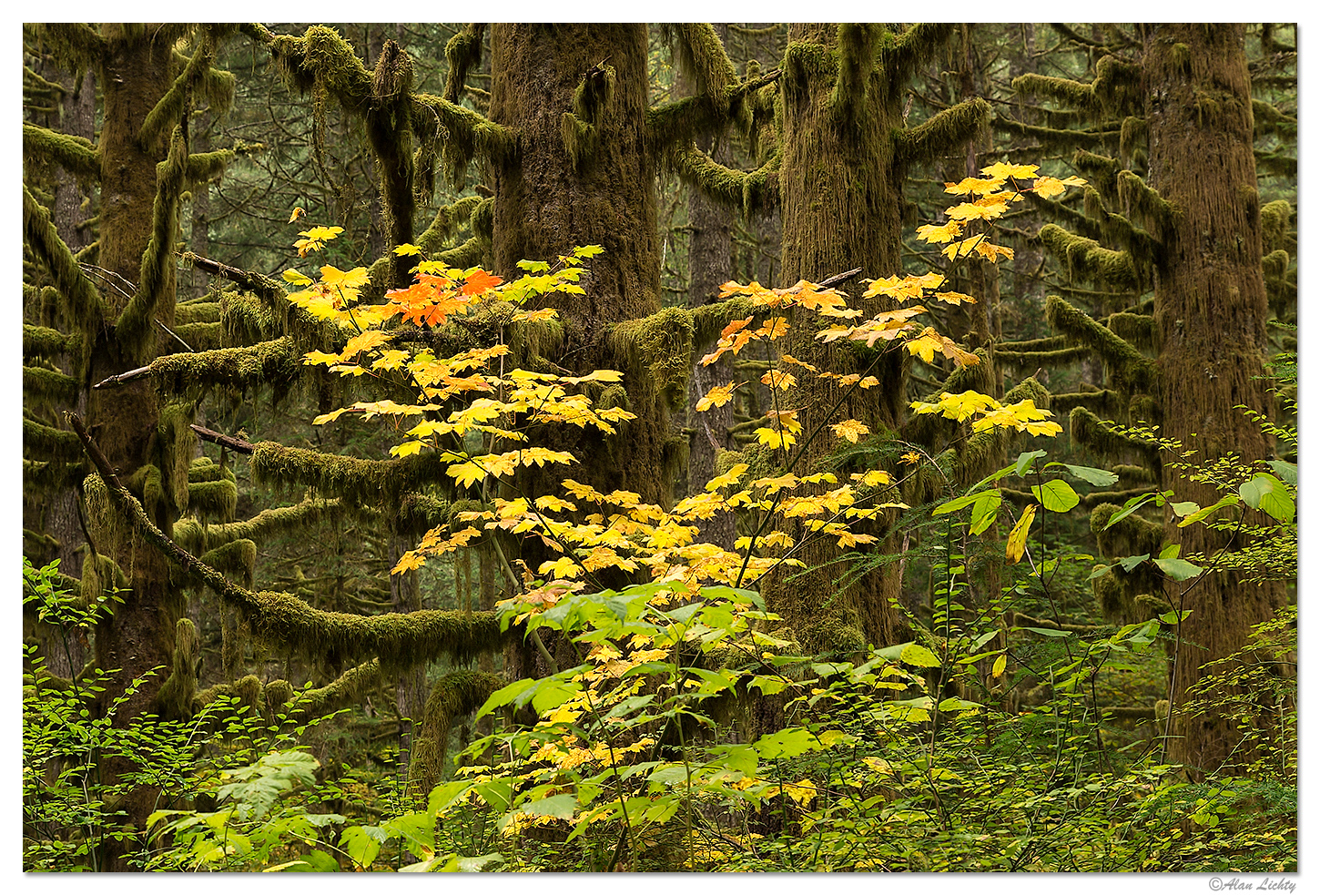 Fall in a Rain Forest