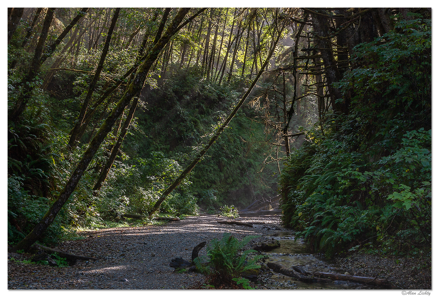 Fern Canyon
