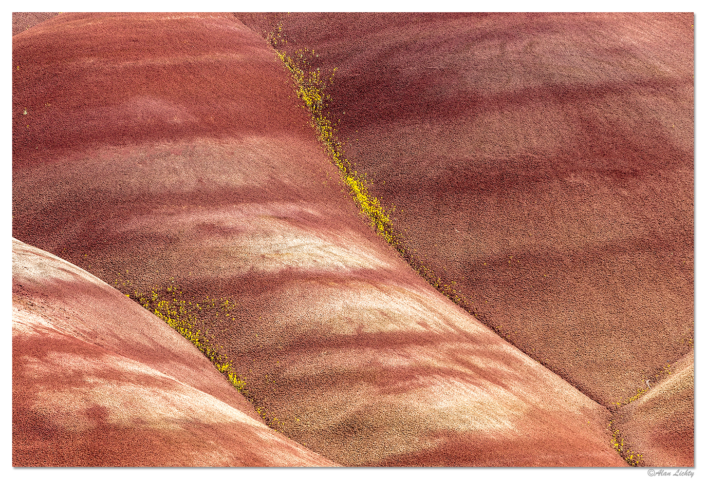Flowers in the Painted Hills