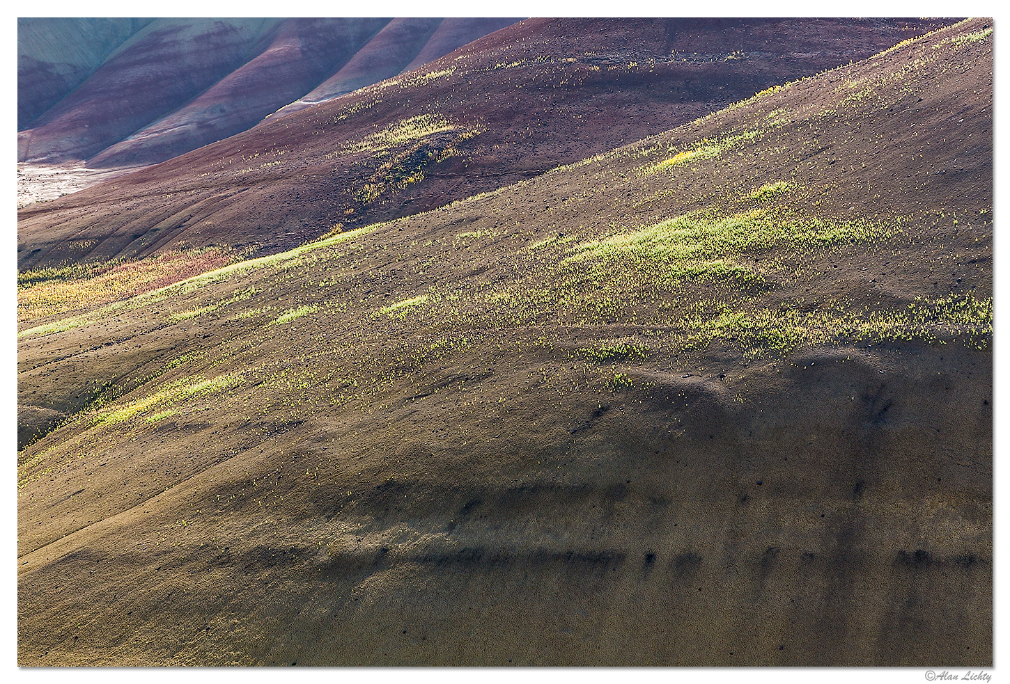 Flowers in the Painted Hills