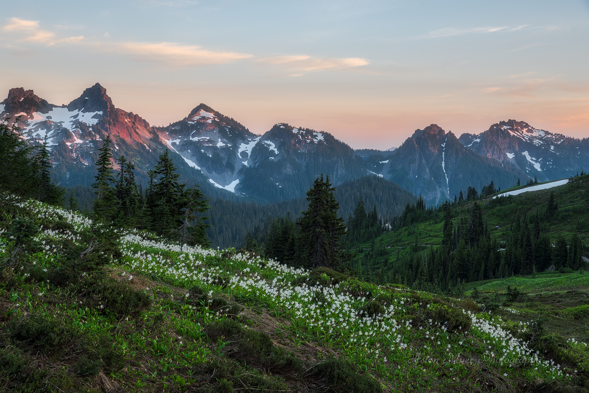 Glacier Lily Flow And The Tatoosh