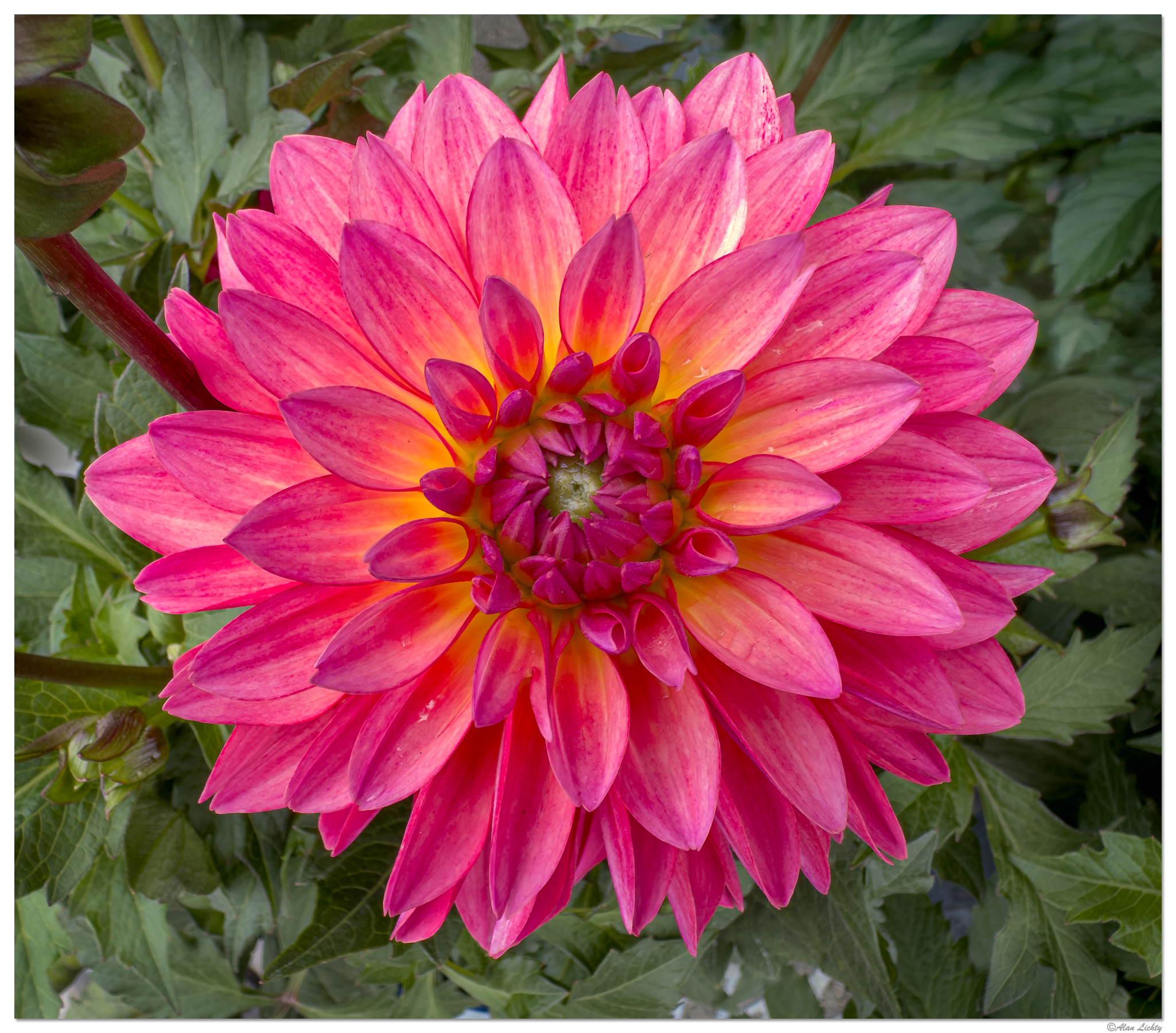 i15P_PI_Dahlia042326.jpg