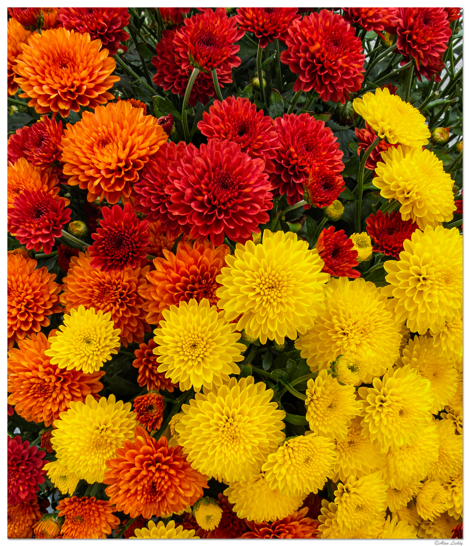 i18P_ChrysanthemumColors092126.jpg