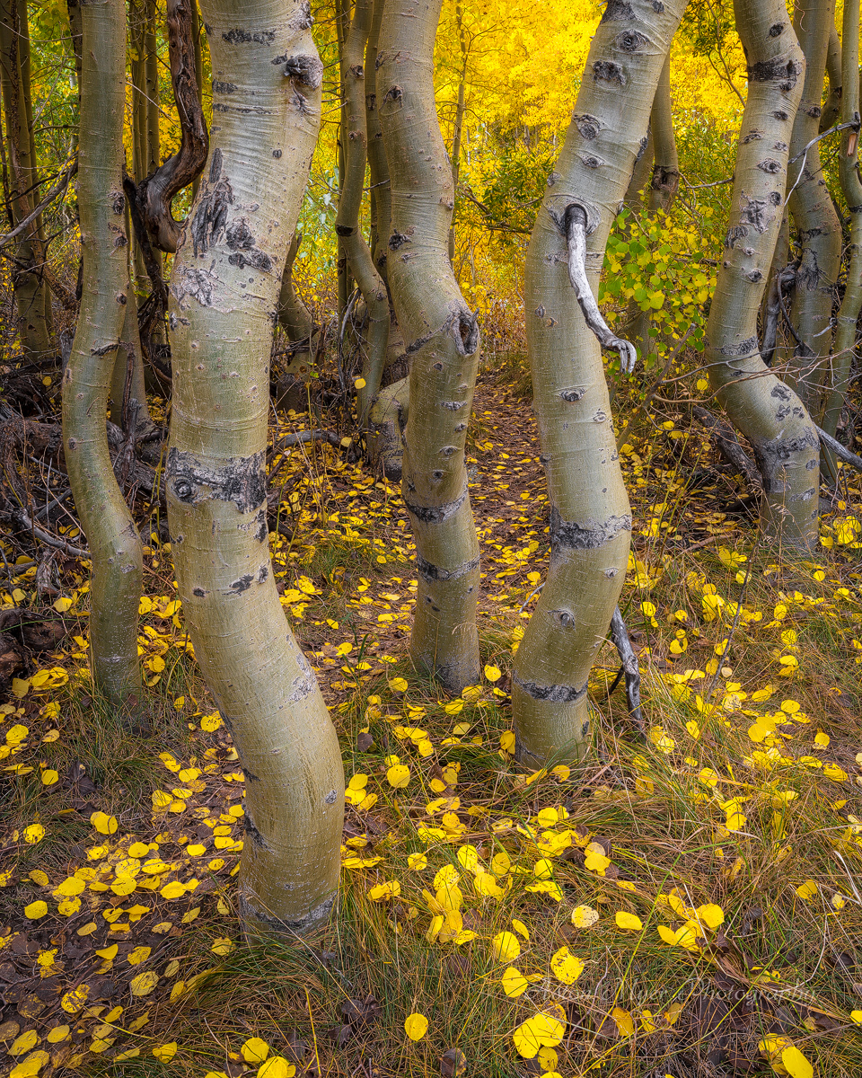 Leaves On The Dance Floor