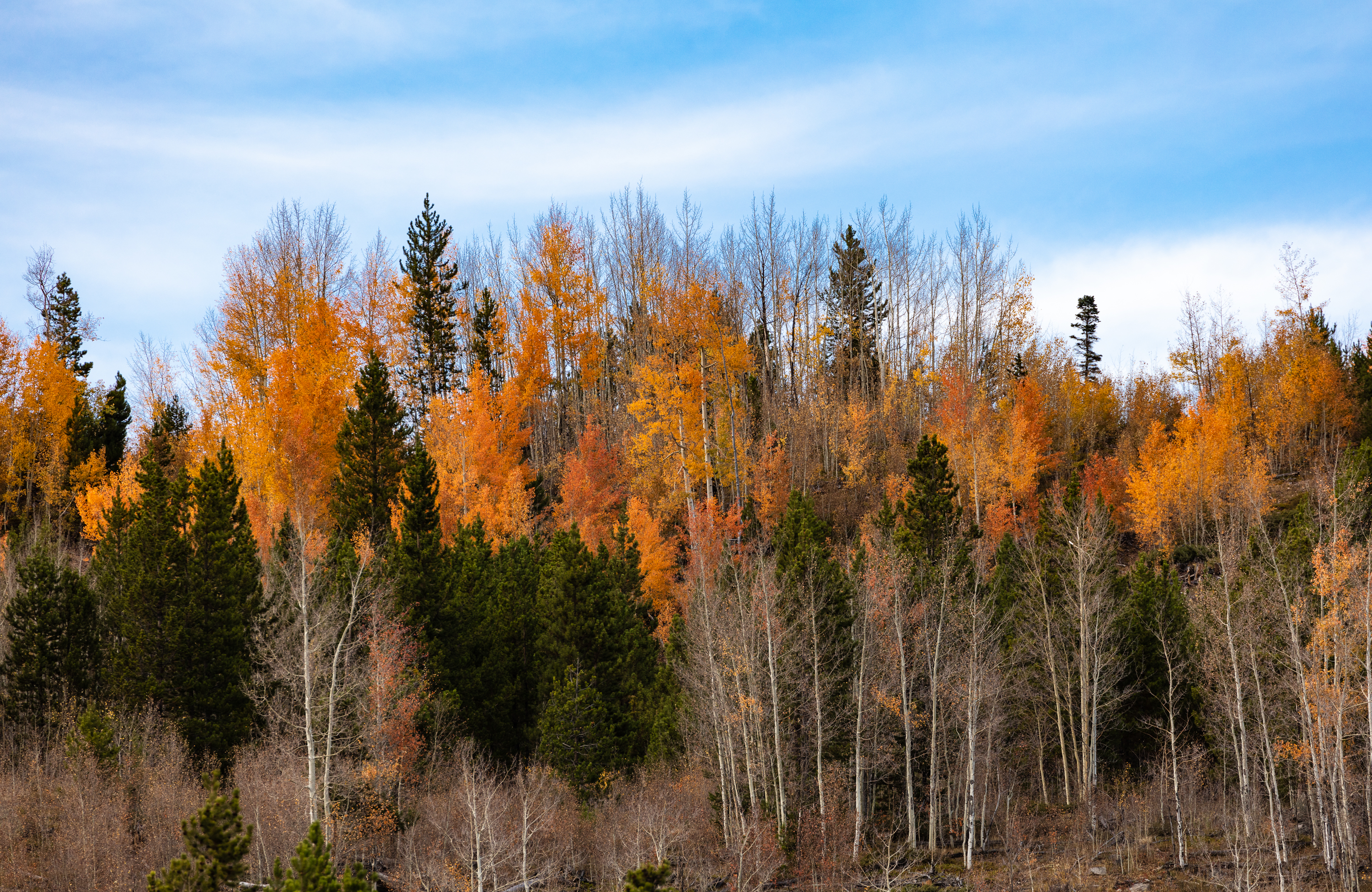 LRCC_LRCC_AutumnTrees_VC1_FW_TAP32235