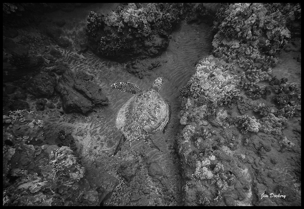 Maui-Snorkle-4.20a-(128)