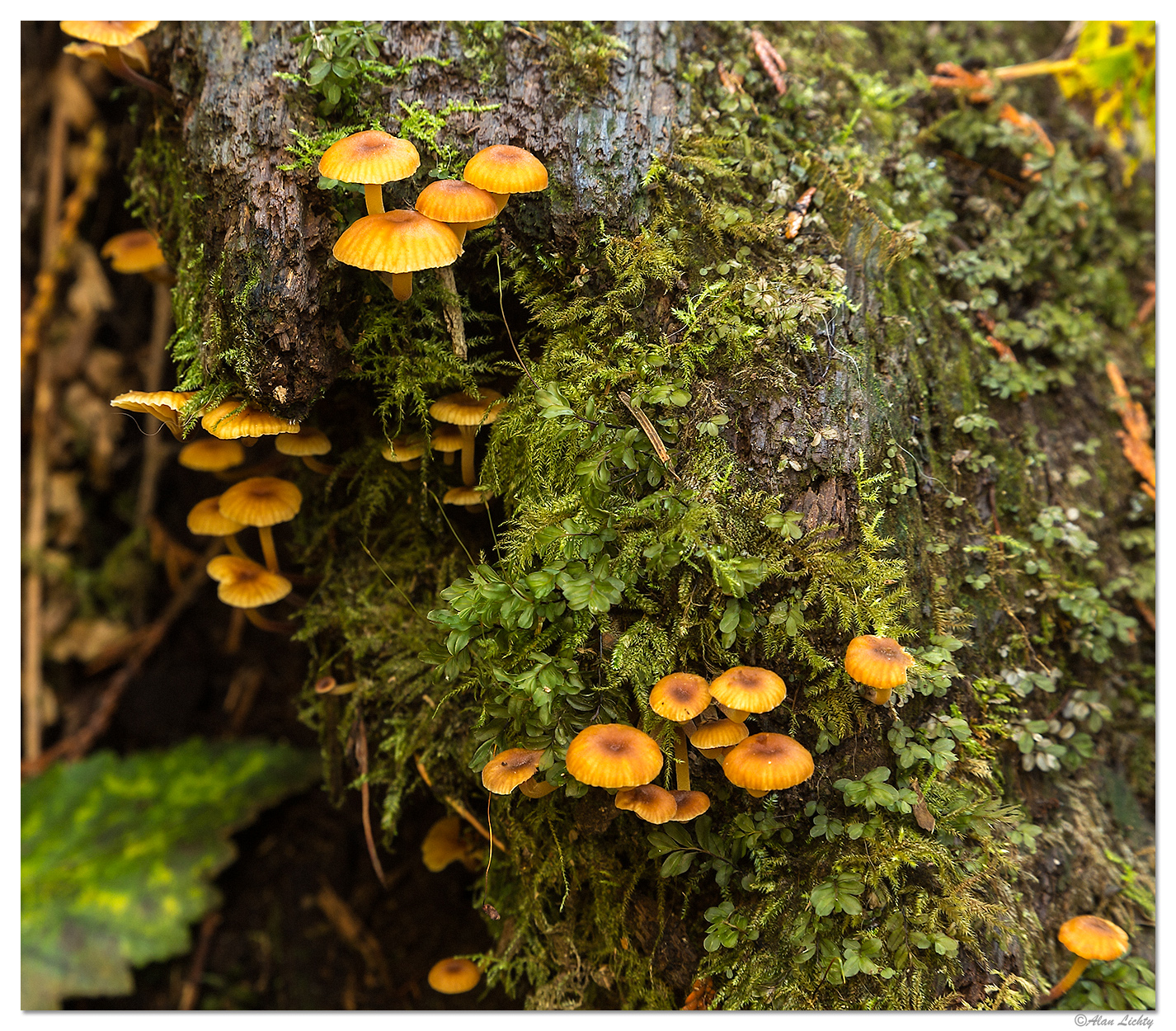 Mushroom Family