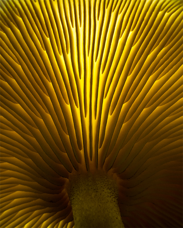 Mushroom Gills
