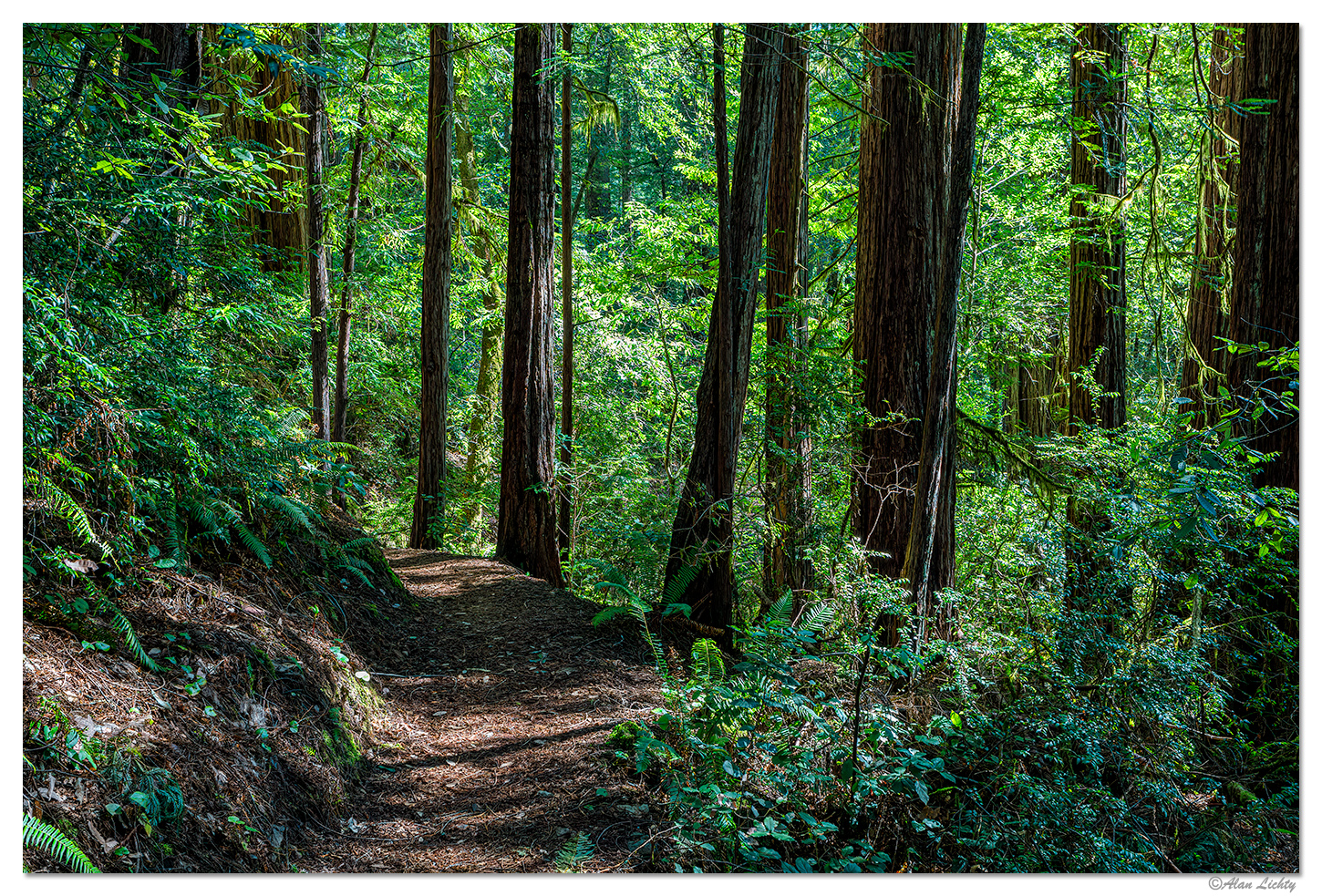 Oregon's Redwoods