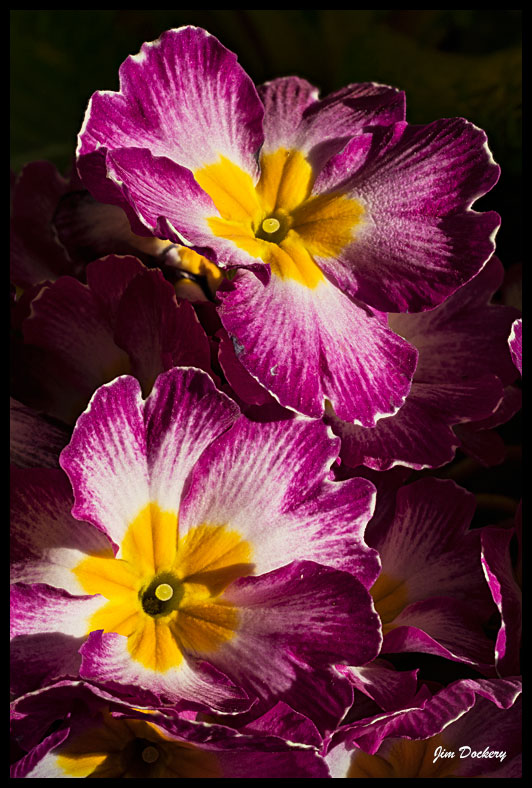 Primrose-FS-8