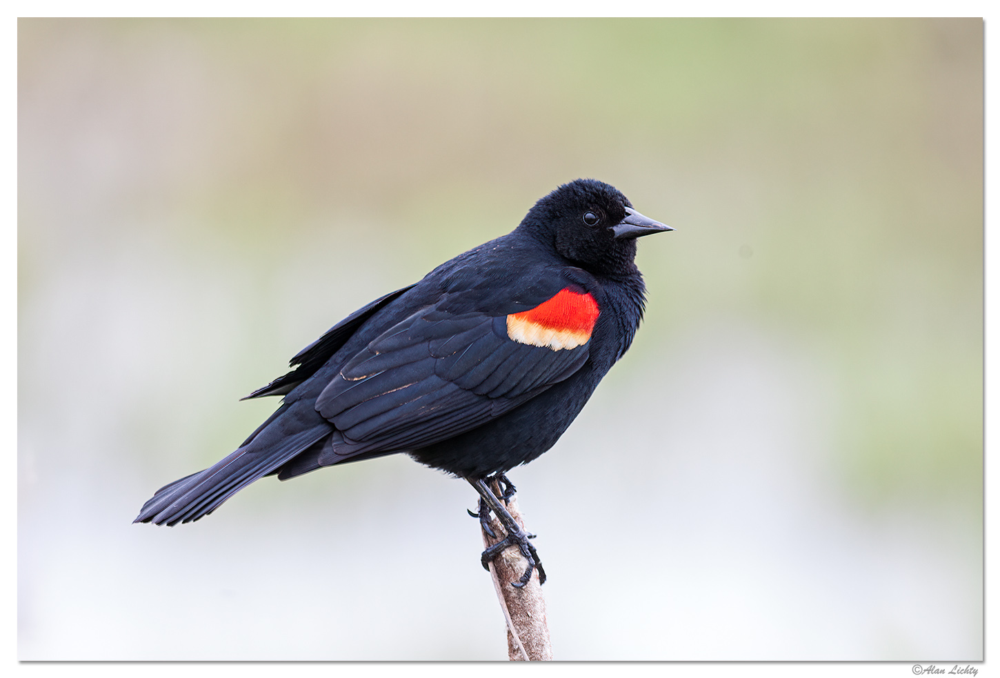 Red Wing Black Bird