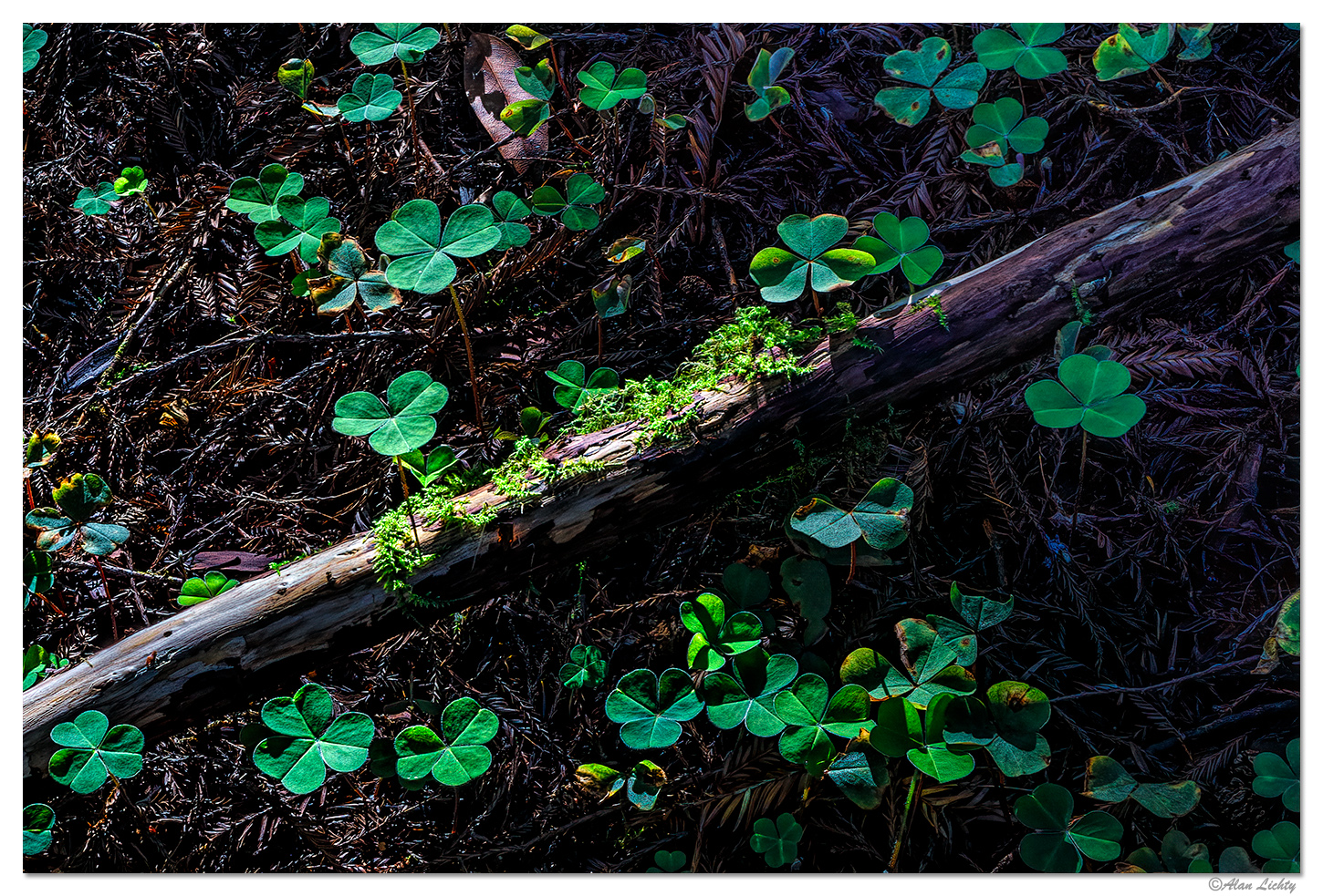 Redwoods Nature Trail