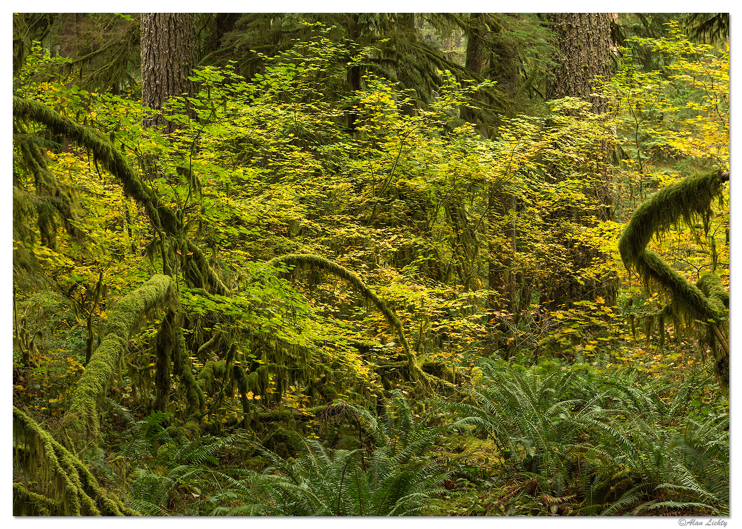Silver Falls Fall