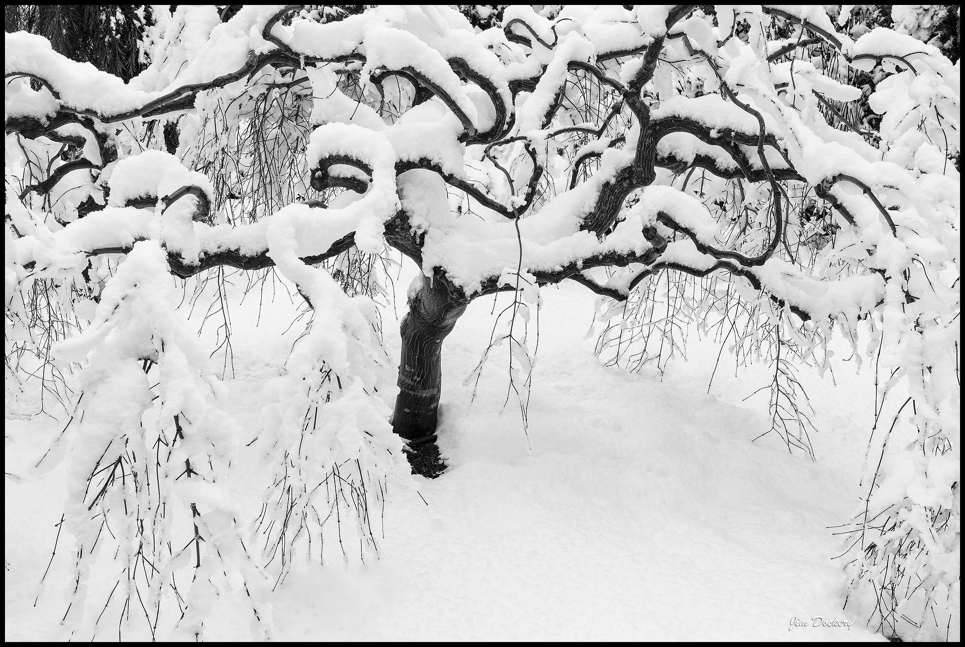 Snowy-Maple-(28)