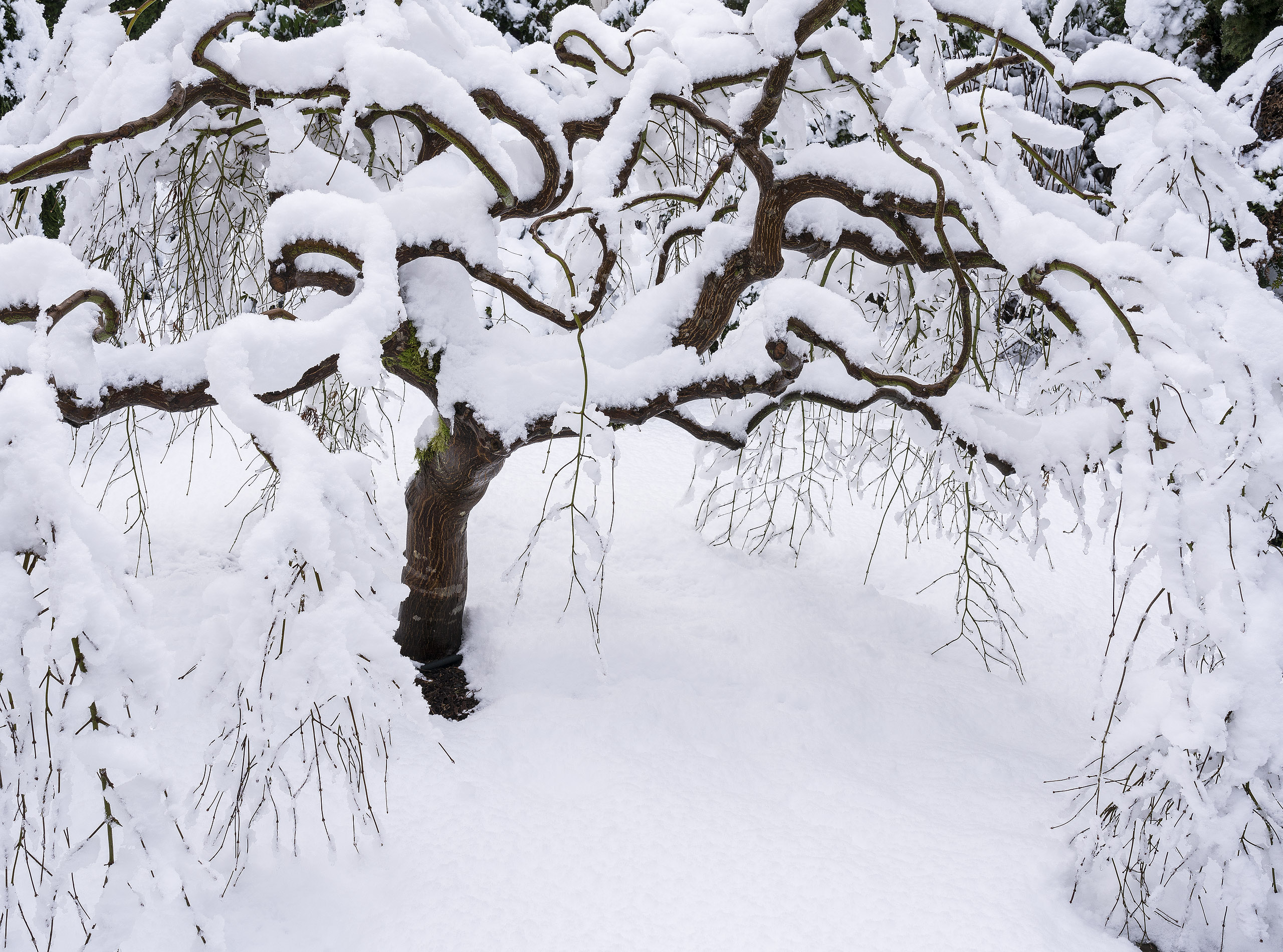 Snowy Maple (29)