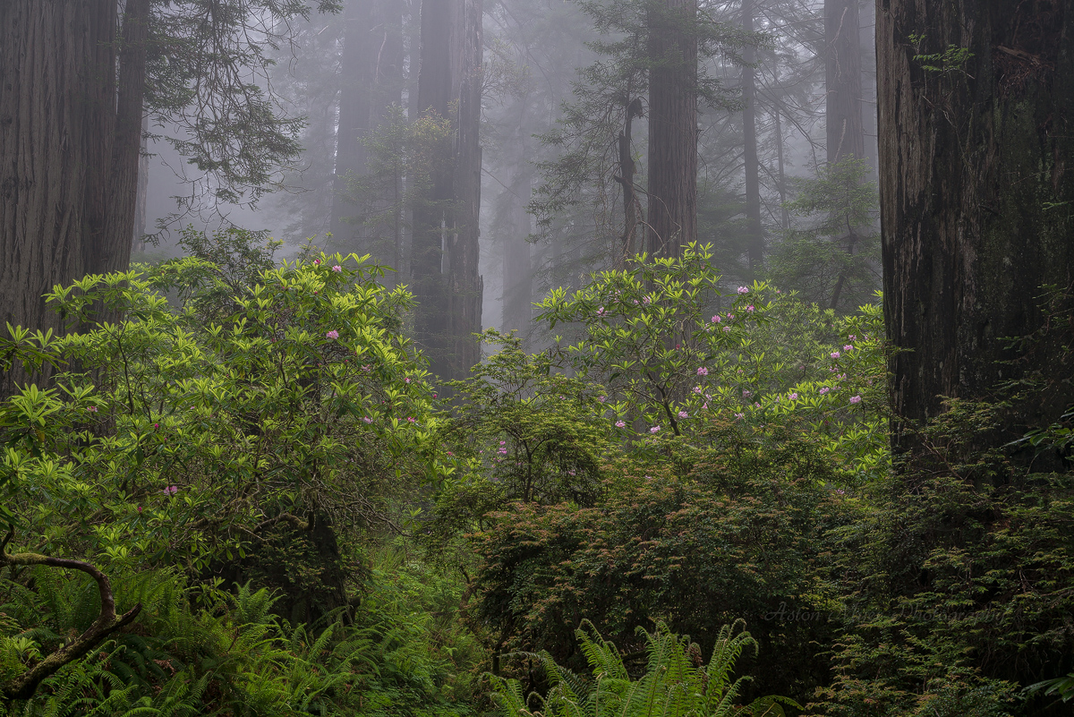 Summoning Pollinators To The Forest