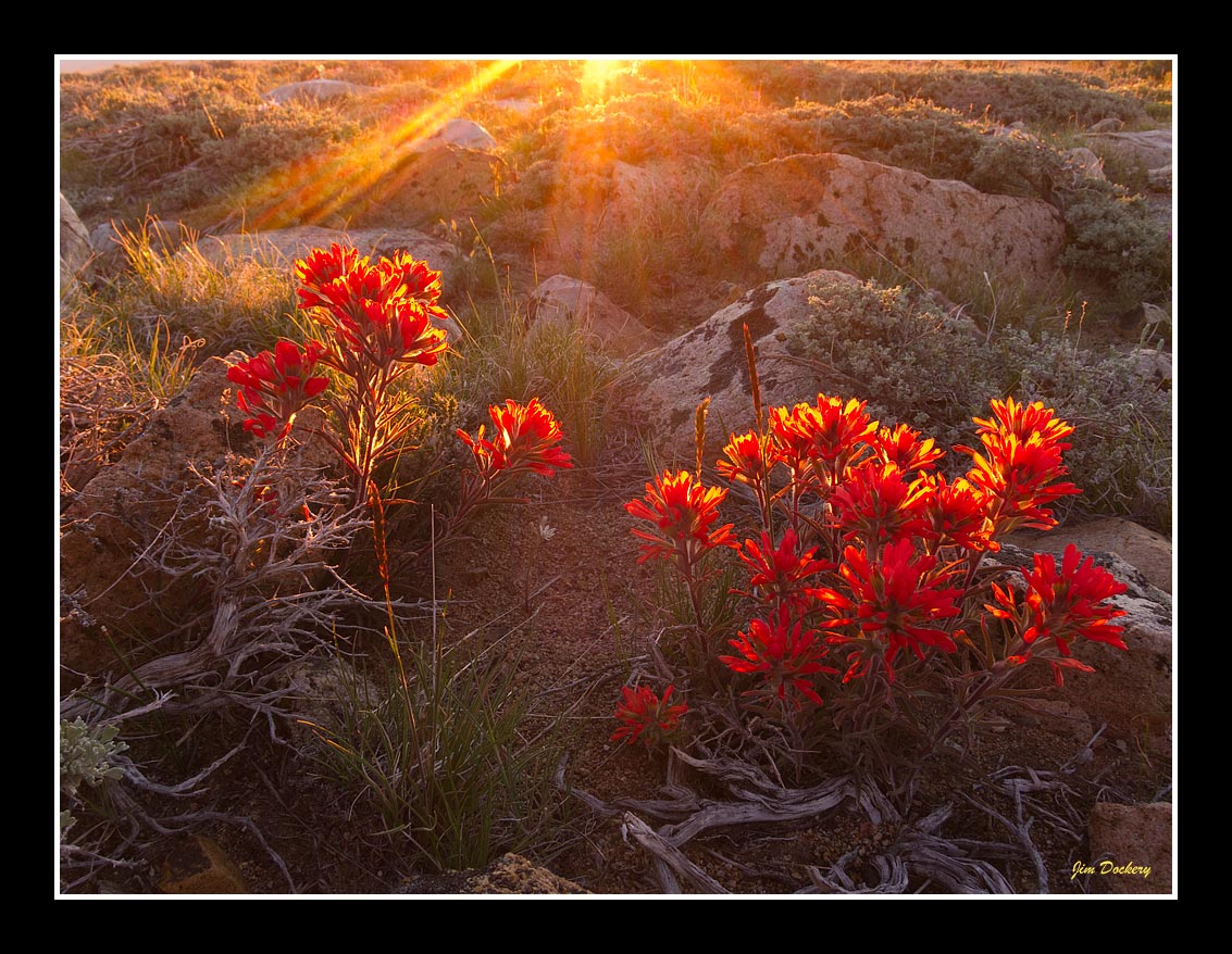 Sunrise-flowers-Virginia-Lakes