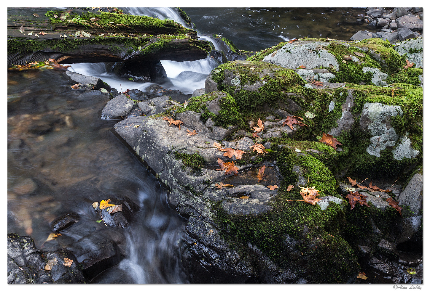 Sweet Creek Trailside Beauty